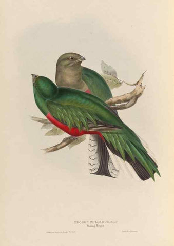 Reproducción/Reproduction 40570576671: A monograph of the Trogonidae, or family of trogons /. London :The Author,1835-1838. 