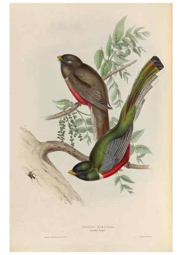 Reproducción/Reproduction 26698273138: A monograph of the Trogonidae, or family of trogons /. London :The Author,1835-1838. 