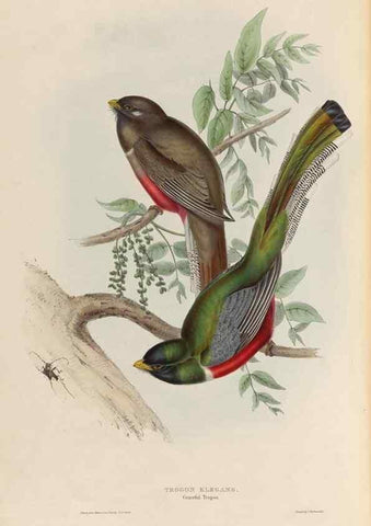 Reproducción/Reproduction 26698273138: A monograph of the Trogonidae, or family of trogons /. London :The Author,1835-1838. 