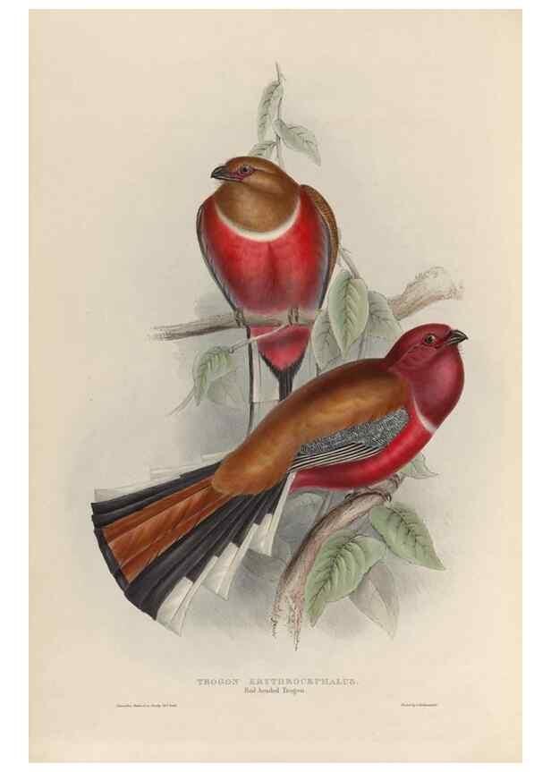 Reproducción/Reproduction 38759757140: A monograph of the Trogonidae, or family of trogons /. London :The Author,1835-1838. 
