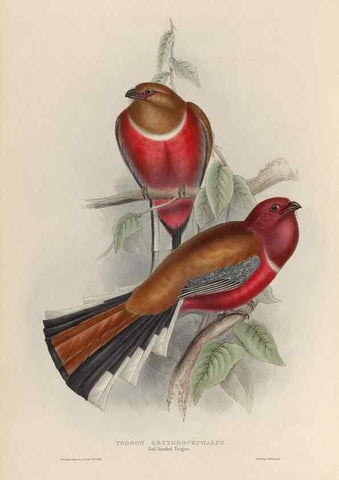 Reproducción/Reproduction 38759757140: A monograph of the Trogonidae, or family of trogons /. London :The Author,1835-1838. 