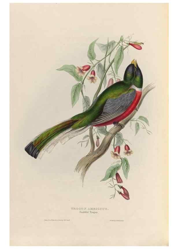 Reproducción/Reproduction 40569952681: A monograph of the Trogonidae, or family of trogons /. London :The Author,1835-1838. 