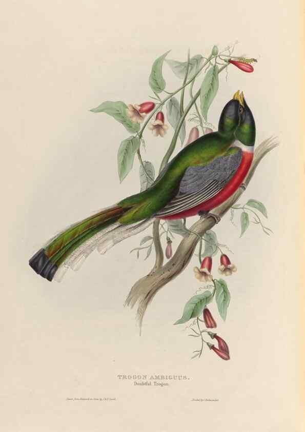 Reproducción/Reproduction 40569952681: A monograph of the Trogonidae, or family of trogons /. London :The Author,1835-1838. 
