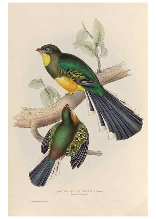Reproducción/Reproduction 39675280495: A monograph of the Trogonidae, or family of trogons /. London :The Author,1835-1838. 