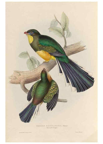 Reproducción/Reproduction 39675280495: A monograph of the Trogonidae, or family of trogons /. London :The Author,1835-1838. 