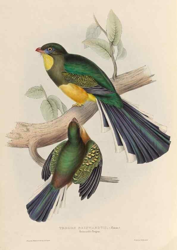 Reproducción/Reproduction 39675280495: A monograph of the Trogonidae, or family of trogons /. London :The Author,1835-1838. 