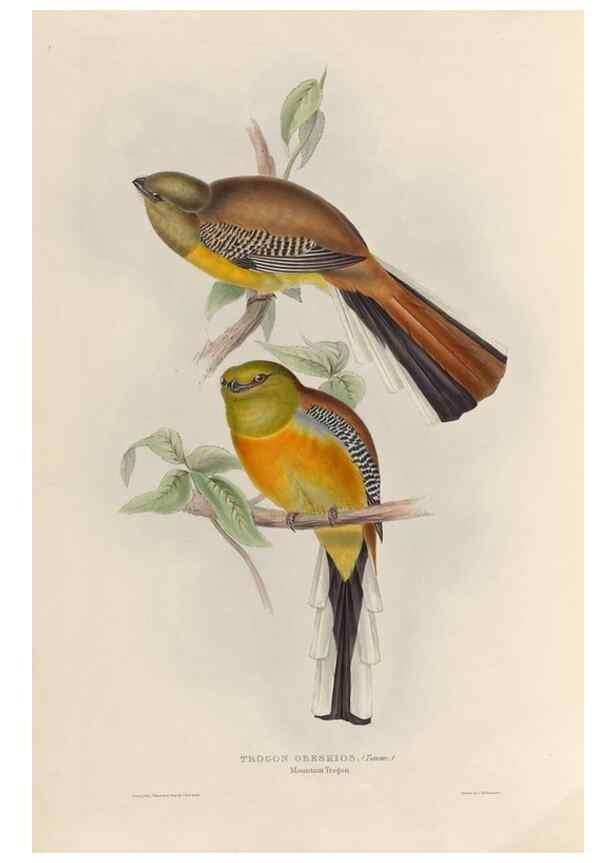 Reproducción/Reproduction 38759761490: A monograph of the Trogonidae, or family of trogons /. London :The Author,1835-1838. 