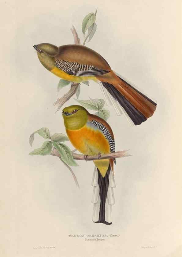 Reproducción/Reproduction 38759761490: A monograph of the Trogonidae, or family of trogons /. London :The Author,1835-1838. 