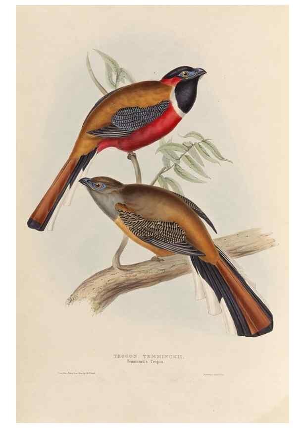 Reproducción/Reproduction 40569960171: A monograph of the Trogonidae, or family of trogons /. London :The Author,1835-1838. 