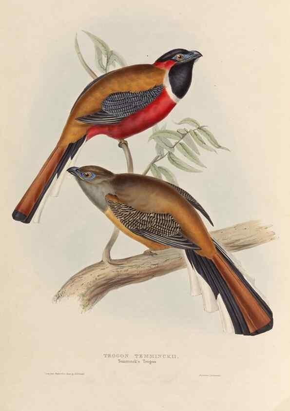 Reproducción/Reproduction 40569960171: A monograph of the Trogonidae, or family of trogons /. London :The Author,1835-1838. 