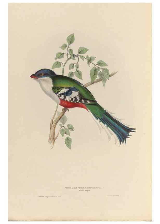 Reproducción/Reproduction 26698627138: A monograph of the Trogonidae, or family of trogons /. London :The Author,1835-1838. 