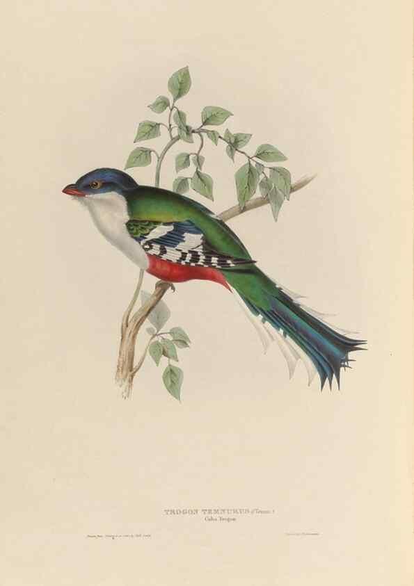 Reproducción/Reproduction 26698627138: A monograph of the Trogonidae, or family of trogons /. London :The Author,1835-1838. 