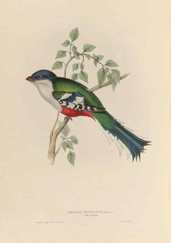 Reproducción/Reproduction 26698627138: A monograph of the Trogonidae, or family of trogons /. London :The Author,1835-1838. 