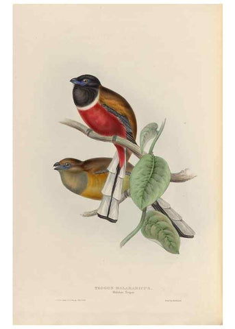 Reproducción/Reproduction 40527371762: A monograph of the Trogonidae, or family of trogons /. London :The Author,1835-1838. 