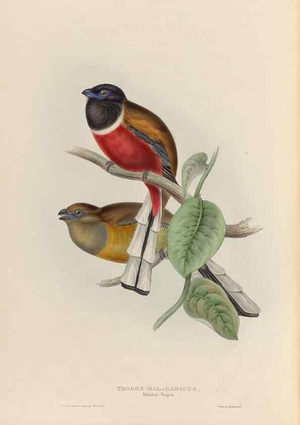 Reproducción/Reproduction 40527371762: A monograph of the Trogonidae, or family of trogons /. London :The Author,1835-1838. 