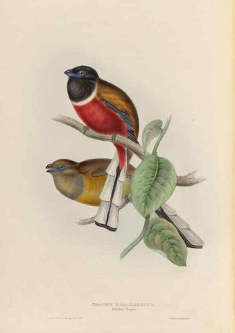 Reproducción/Reproduction 40527371762: A monograph of the Trogonidae, or family of trogons /. London :The Author,1835-1838. 