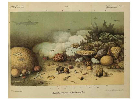 Reproducción/Reproduction 40026908681: Verhandlungen der Kaiserlich-Königlichen Zoologisch-Botanischen Gesellschaft in Wien.. Wien,Kaiserlich-Königliche Zoologisch-Botanische Gesellschaft in Wien.1858-1917.. 