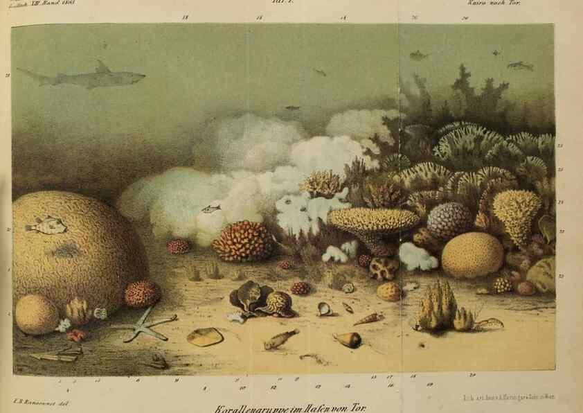 Reproducción/Reproduction 40026908681: Verhandlungen der Kaiserlich-Königlichen Zoologisch-Botanischen Gesellschaft in Wien.. Wien,Kaiserlich-Königliche Zoologisch-Botanische Gesellschaft in Wien.1858-1917.. 