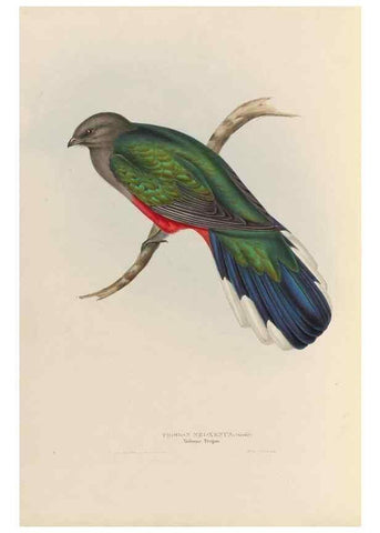 Reproducción/Reproduction 40527988302: A monograph of the Trogonidae, or family of trogons /. London :The Author,1835-1838. 