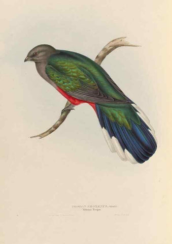 Reproducción/Reproduction 40527988302: A monograph of the Trogonidae, or family of trogons /. London :The Author,1835-1838. 