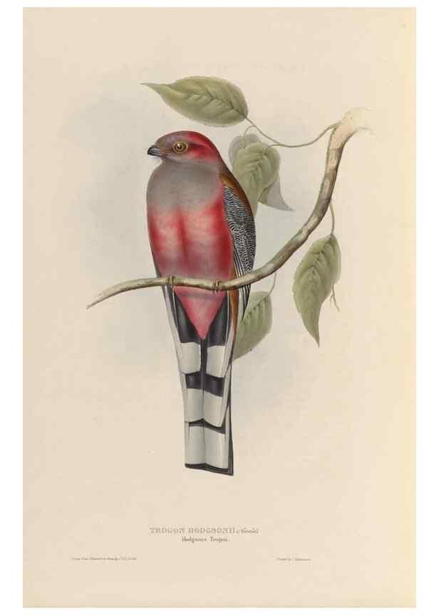Reproducción/Reproduction 38760287920: A monograph of the Trogonidae, or family of trogons /. London :The Author,1835-1838. 