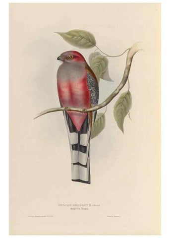 Reproducción/Reproduction 38760287920: A monograph of the Trogonidae, or family of trogons /. London :The Author,1835-1838. 
