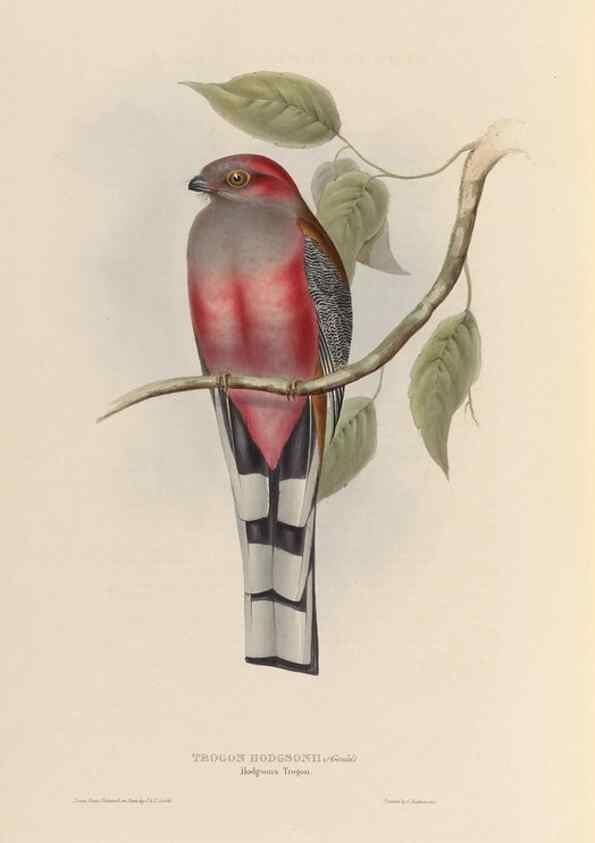 Reproducción/Reproduction 38760287920: A monograph of the Trogonidae, or family of trogons /. London :The Author,1835-1838. 