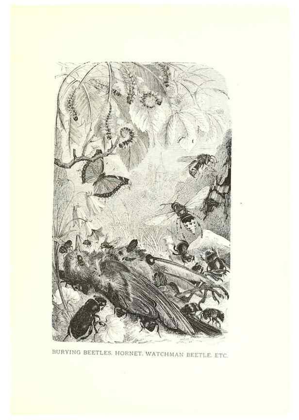 Reproducción/Reproduction 39113372600: Our living world;. New York :S. Hess,[1885]. 