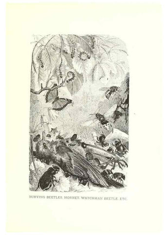 Reproducción/Reproduction 39113372600: Our living world;. New York :S. Hess,[1885]. 