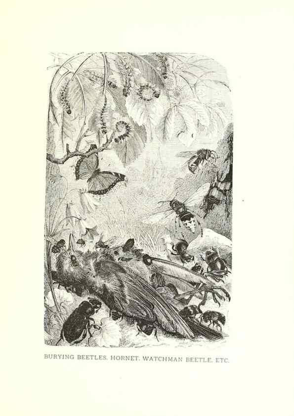 Reproducción/Reproduction 39113372600: Our living world;. New York :S. Hess,[1885]. 