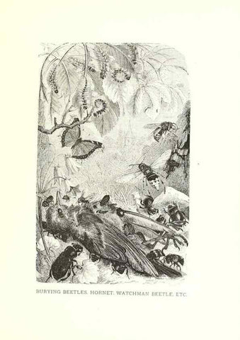 Reproducción/Reproduction 39113372600: Our living world;. New York :S. Hess,[1885]. 