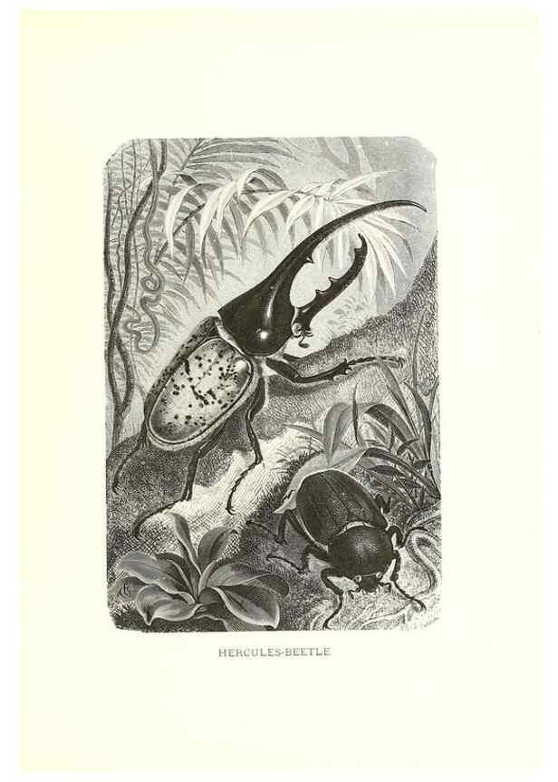 Reproducción/Reproduction 40214443354: Our living world;. New York :S. Hess,[1885]. 