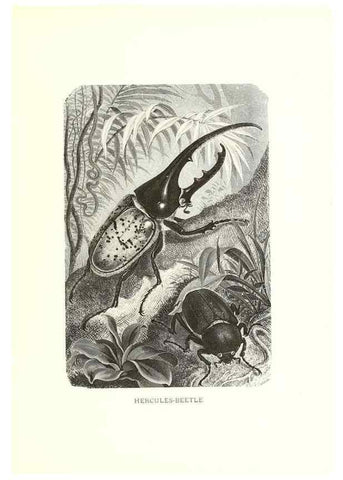 Reproducción/Reproduction 40214443354: Our living world;. New York :S. Hess,[1885]. 