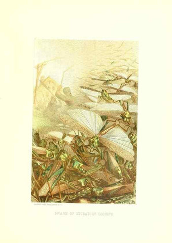 Reproducción/Reproduction 39113379130: Our living world;. New York :S. Hess,[1885]. 