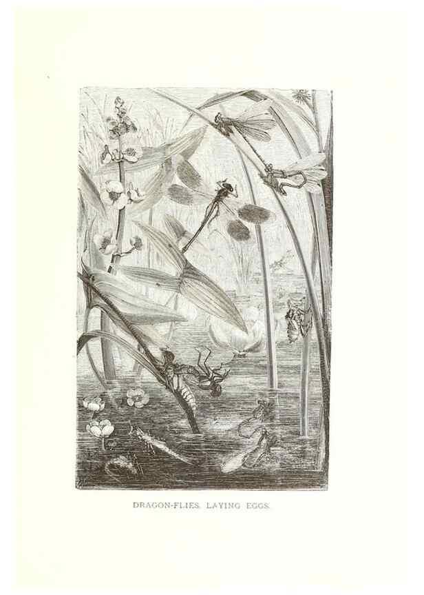 Reproducción/Reproduction 39113381180: Our living world;. New York :S. Hess,[1885]. 