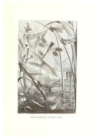 Reproducción/Reproduction 39113381180: Our living world;. New York :S. Hess,[1885]. 