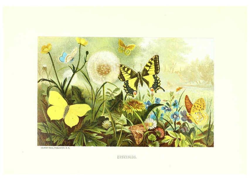 Reproducción/Reproduction 27051665248: Our living world;. New York :S. Hess,[1885]. 