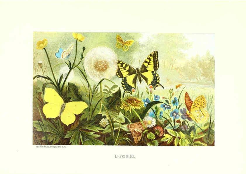 Reproducción/Reproduction 27051665248: Our living world;. New York :S. Hess,[1885]. 