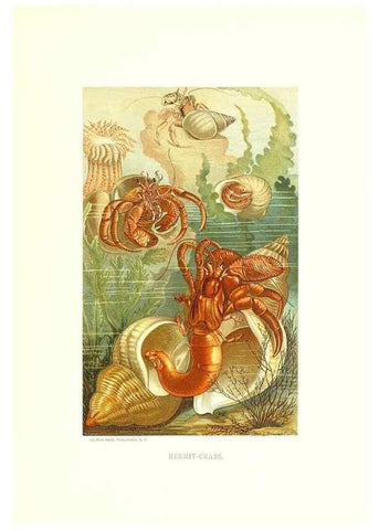 Reproducción/Reproduction 40029161935: Our living world;. New York :S. Hess,[1885]. 