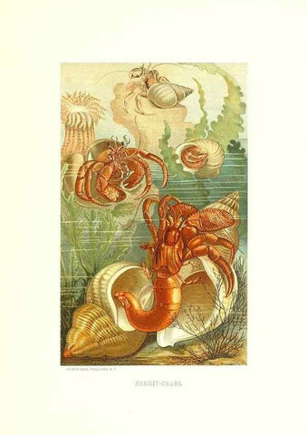 Reproducción/Reproduction 40029161935: Our living world;. New York :S. Hess,[1885]. 