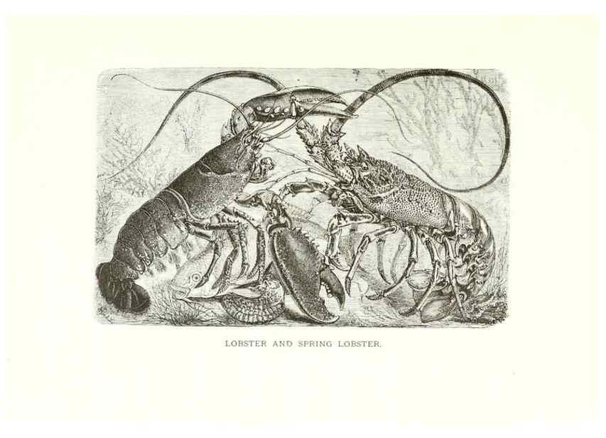 Reproducción/Reproduction 40881133002: Our living world;. New York :S. Hess,[1885]. 