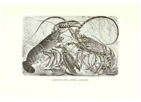 Reproducción/Reproduction 40881133002: Our living world;. New York :S. Hess,[1885]. 