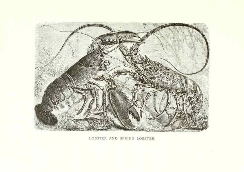 Reproducción/Reproduction 40881133002: Our living world;. New York :S. Hess,[1885]. 