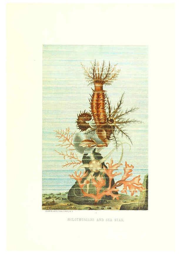 Reproducción/Reproduction 40029168275: Our living world;. New York :S. Hess,[1885]. 