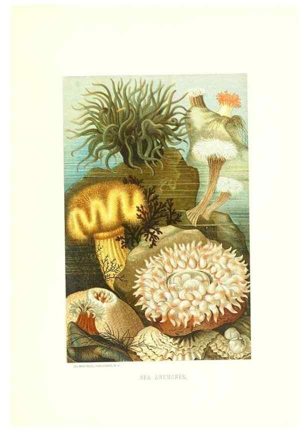 Reproducción/Reproduction 39113408160: Our living world;. New York :S. Hess,[1885]. 
