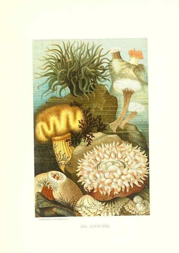 Reproducción/Reproduction 39113408160: Our living world;. New York :S. Hess,[1885]. 
