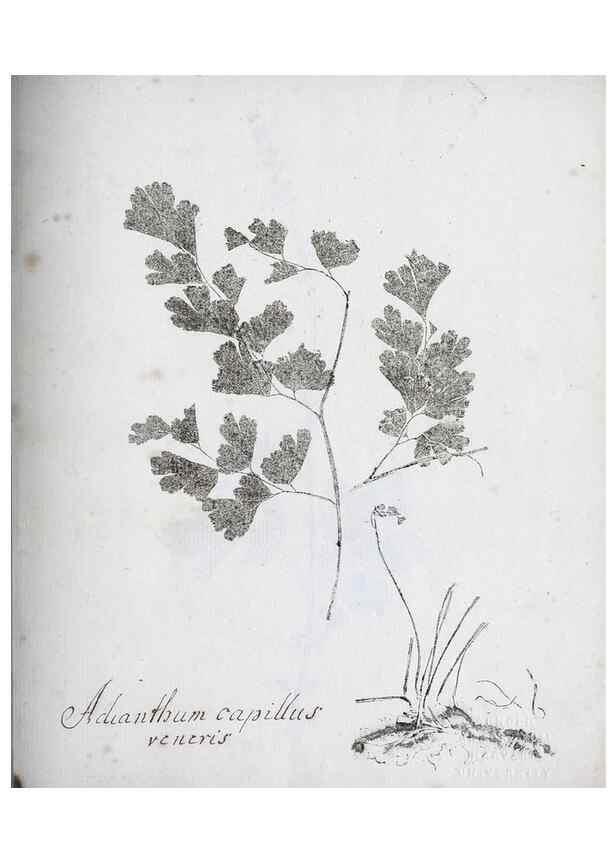 Reproducción/Reproduction 27068058598: Abdrücke lebendiger Kräuter.. Erlang,1799.. 