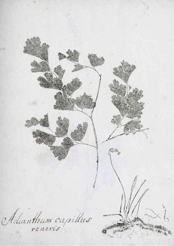 Reproducción/Reproduction 27068058598: Abdrücke lebendiger Kräuter.. Erlang,1799.. 