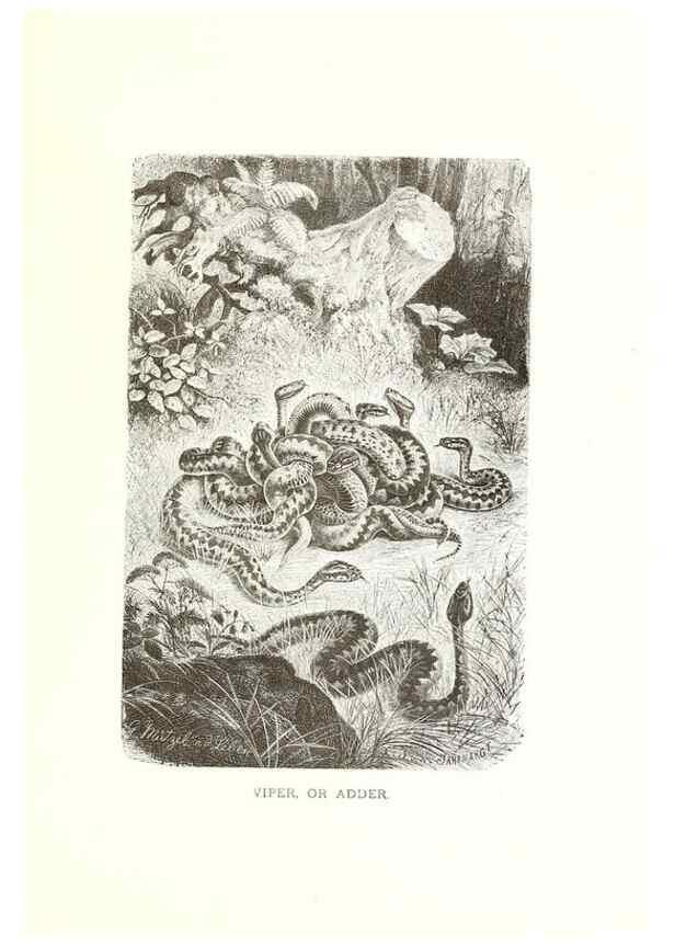 Reproducción/Reproduction 39113370640: Our living world;. New York :S. Hess,[1885]. 
