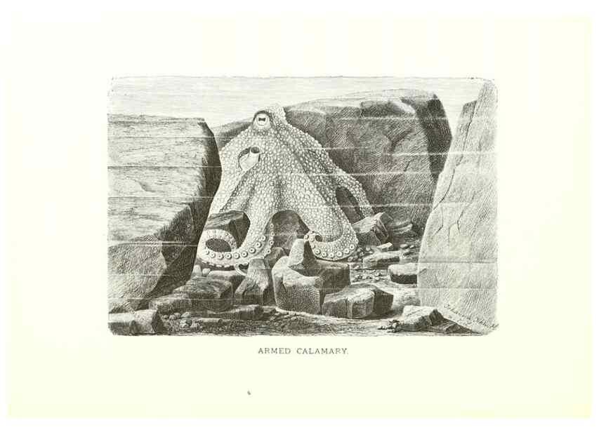 Reproducción/Reproduction 26050261897: Our living world;. New York :S. Hess,[1885]. 